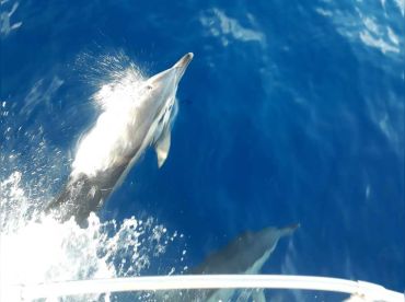 Aquaholic Fishing Charters