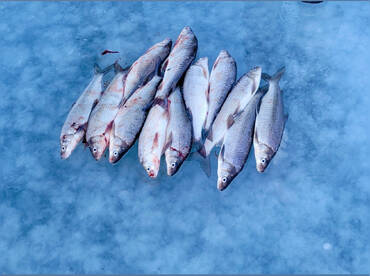 Green Bay Ice Fishing