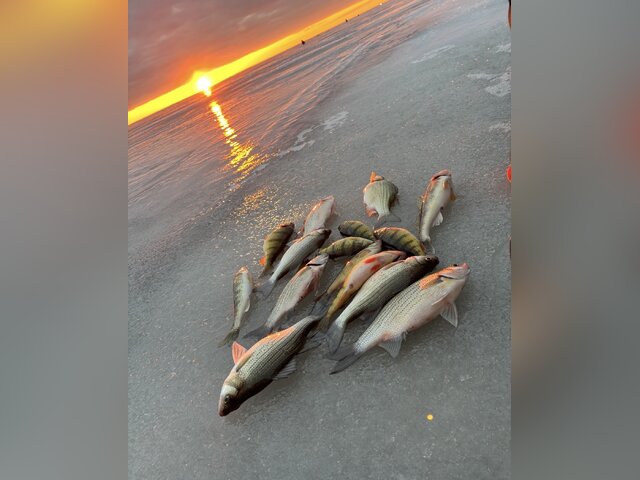 Listing image 1295882