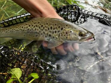 Exclusive Trout Spinning Guide – Noce River thumbnail