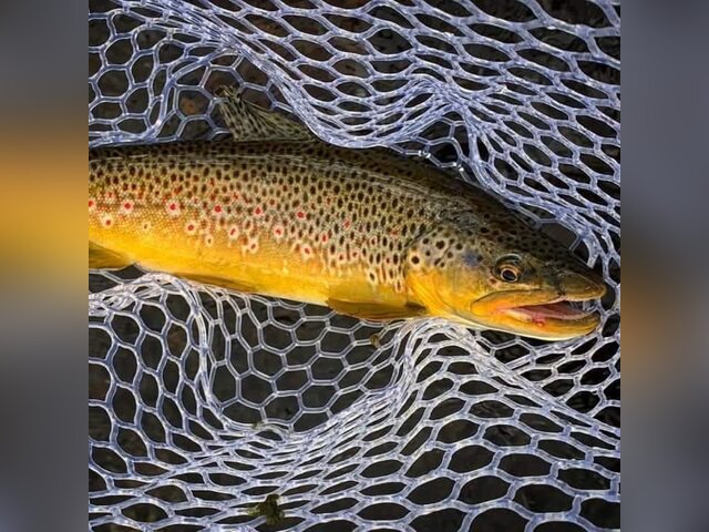 Listing image 1329195