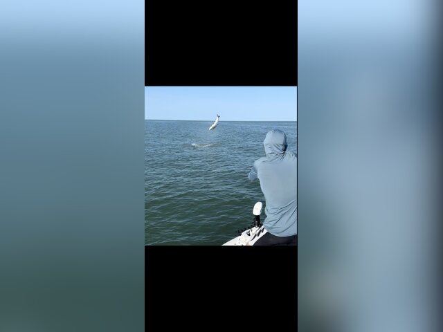 Listing image 1356122