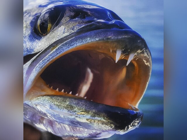 Listing image 111258