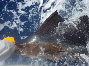 Lucky Penny Fishing thumbnail