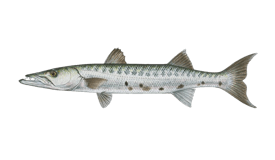 Barracuda (Great)