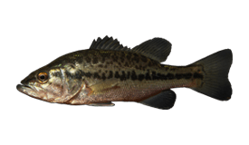Bass (Spotted)