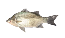 Bass (White)