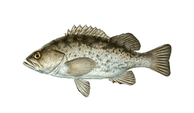 Black Rockfish