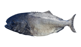 Bluenose Warehou
