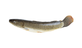 Bowfin