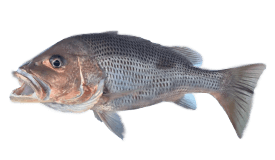 Bream (Fingermark)