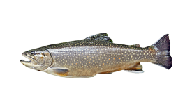 Brook Trout