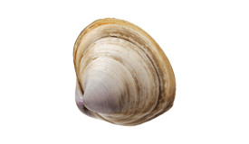 Clam