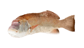 Cod (Breaksea)