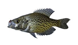 Crappie