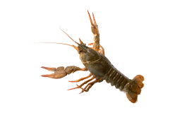 Écrevisse