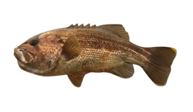 Dhufish