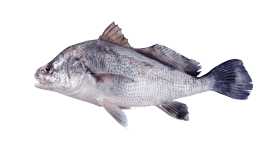 Freshwater Drum