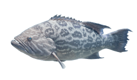 Grouper (Broomtail)