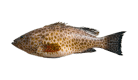 Grouper (Hamour)