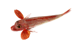 Gurnard