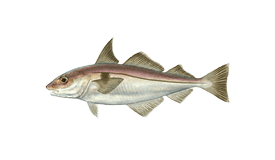 Haddock