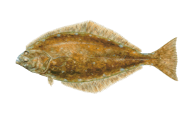 Halibut
