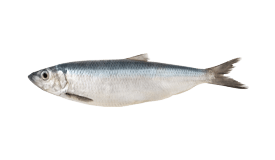 Herring