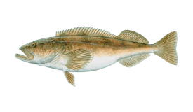 Lingcod