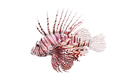 Lionfish