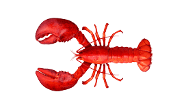Lobster