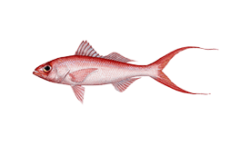 Long-Tail Red Snapper (Onaga)