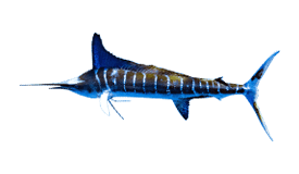 Marlin (Striped)