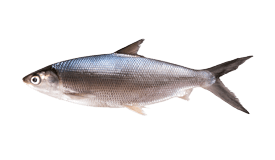 Milkfish