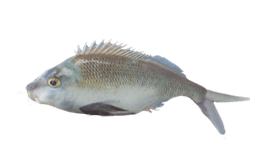 Morwong