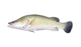 Murray Cod