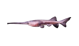 Paddlefish