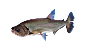Payara