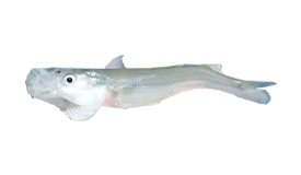 Pejerrey (Silverside)