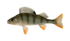 Perch (European)
