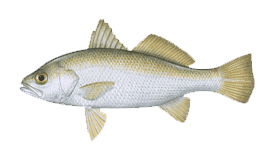 Silver Perch