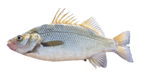 Perch (White)