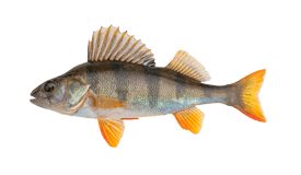 Perch (Yellow)