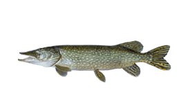 Pike (Northern)