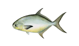 Pompano
