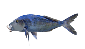 Australian Queen Snapper