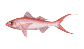 Queen Snapper (Caribbean)