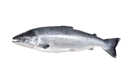 Salmon (Atlantic)