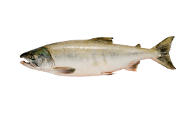 Salmon (Chum)