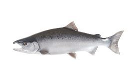 Salmon (Coho)